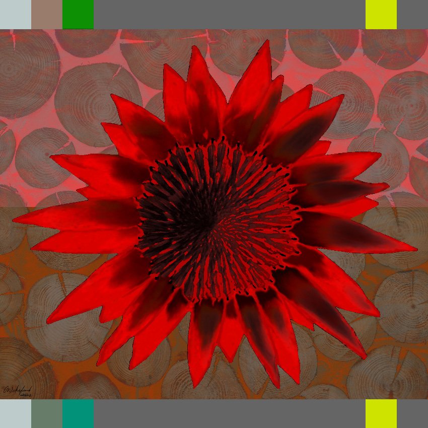 Carmen Wakeford - Protea
